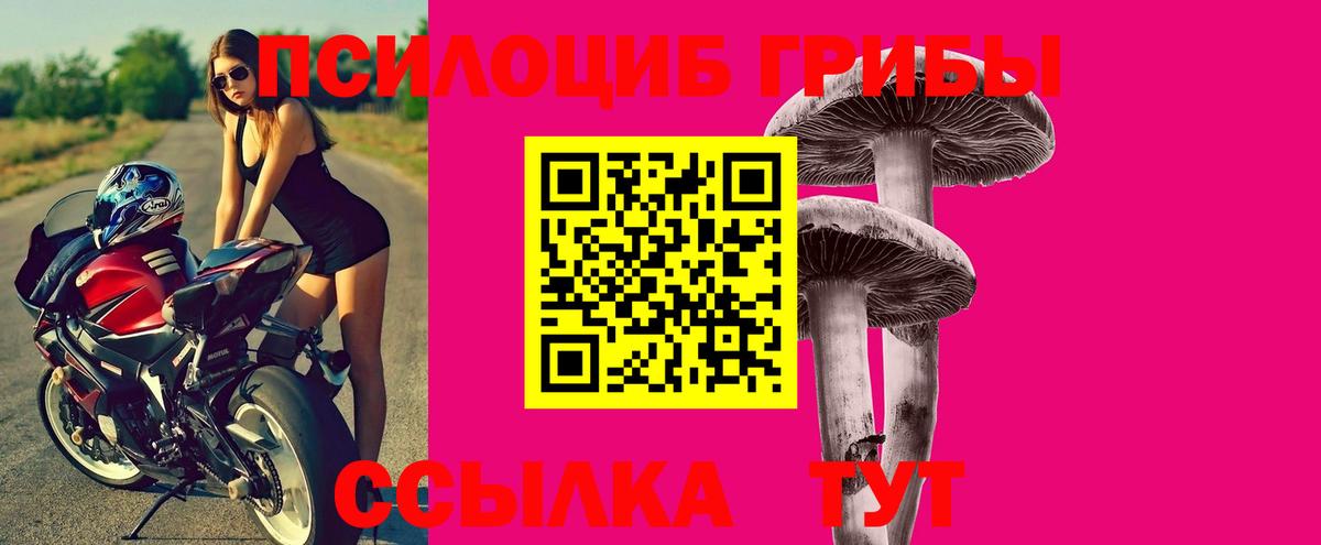 Курчалой  Галлюциногенные грибы Psilocybine cubensis  Вход с VPN 